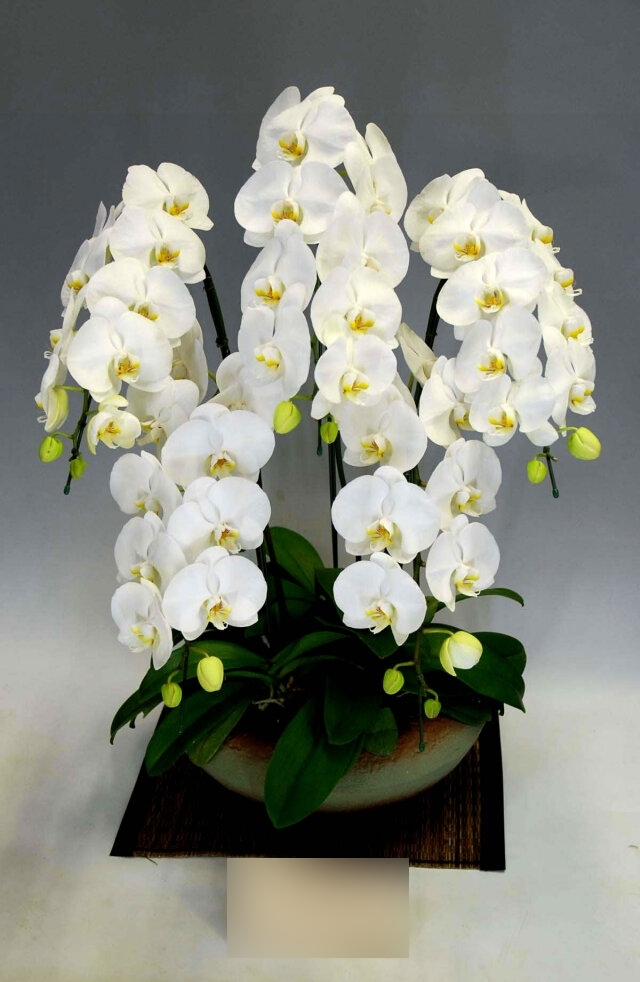 和鉢大輪胡蝶蘭白まどか大5本立ち（蕾含む）