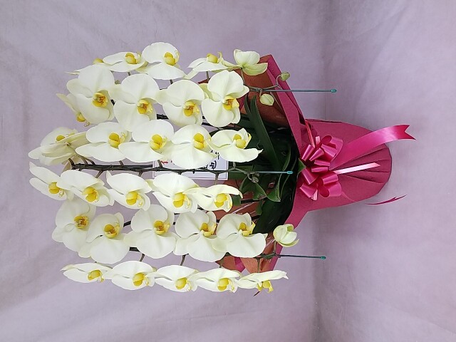 ゴールデンアポロン大輪系イエロー3本立ち36輪～39輪前後(蕾踏む）東京23区限定●お手持ち便のみ