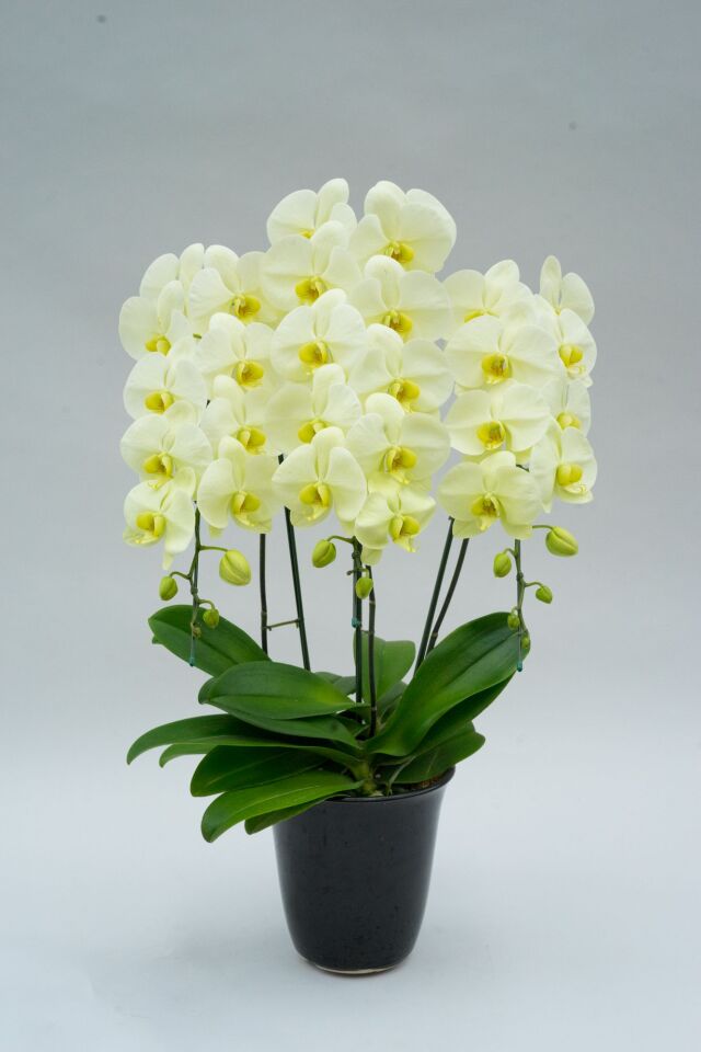 グリーンアース3本立ち