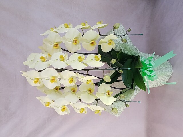 グリーンアース大輪系緑色系イエロー3本立ち36輪～39輪前後（蕾含む）