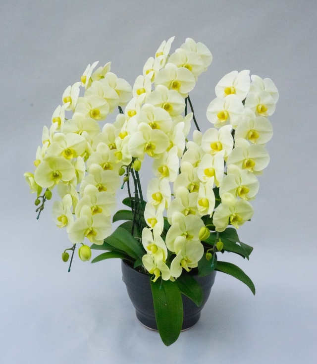 グリーンアース大輪系緑色系イエロー5本立ち55輪前後（蕾含む）