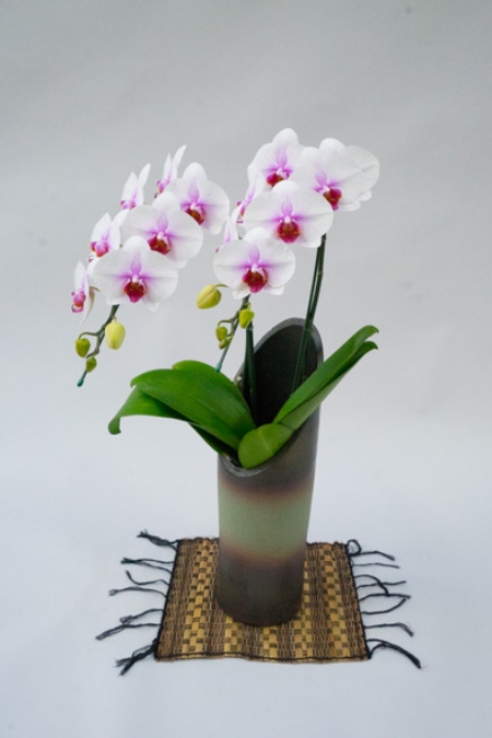 和鉢胡蝶蘭かぐや桜姫2本立ち