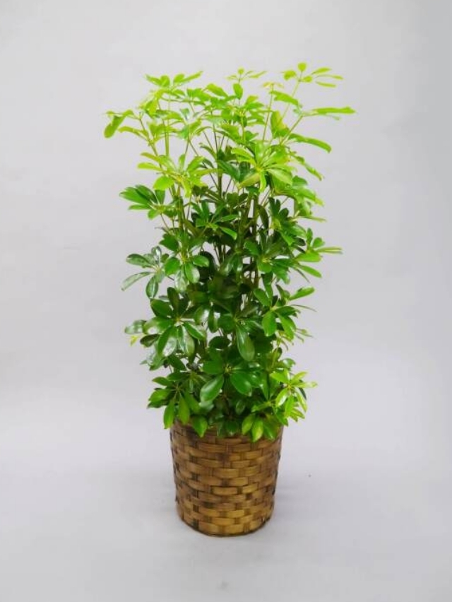 観葉植物カポック8号（まじめ・実直の樹）