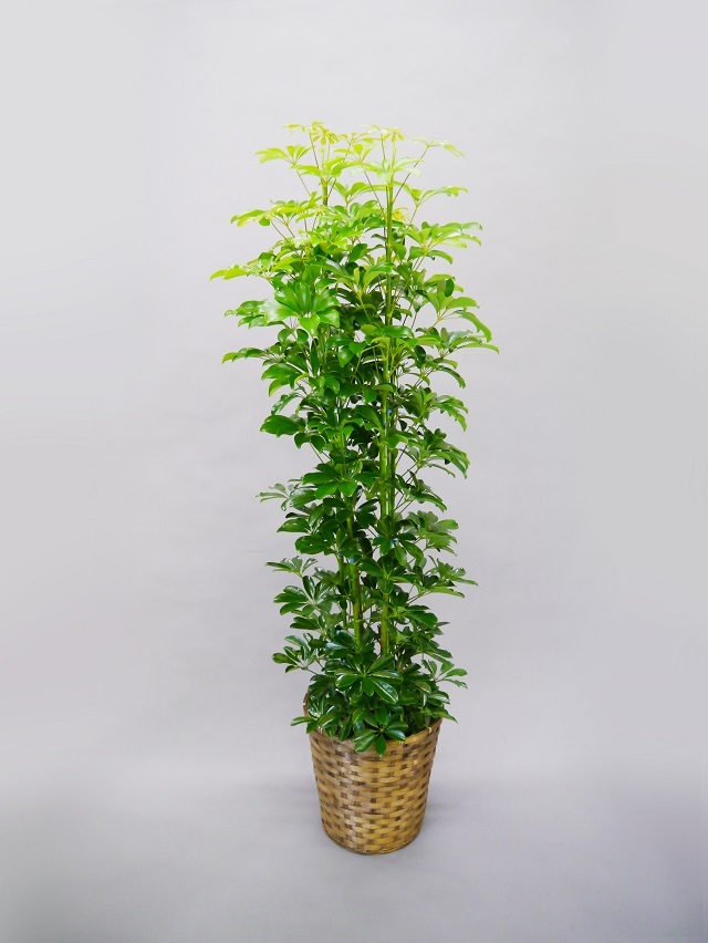 観葉植物カポック10号（まじめ・実直の樹）