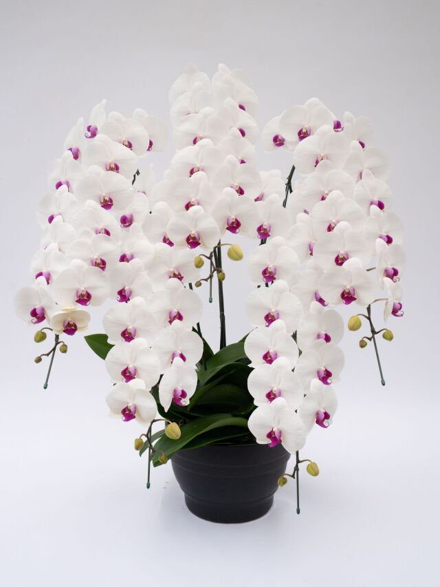 大輪胡蝶蘭赤リップ5本立ち　70輪前後