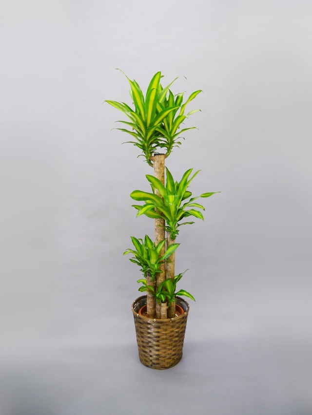 観葉植物マッサン10号（幸せの樹）