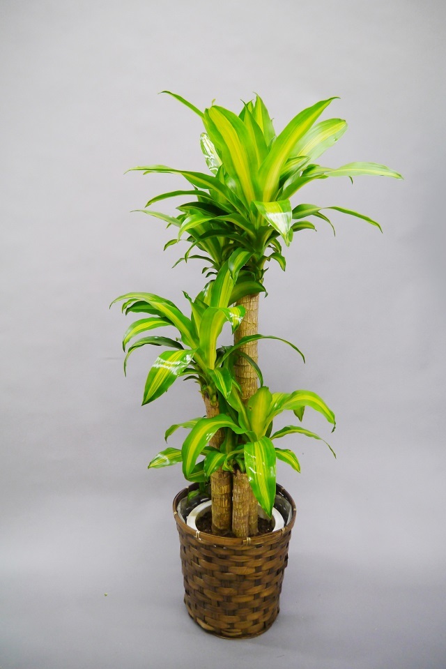 観葉植物マッサン8号(幸せの木）