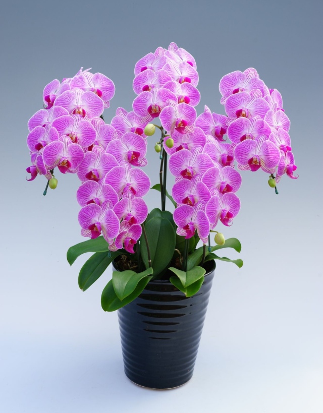 ミディ胡蝶蘭　ピンク　5本立ち　45輪前後(蕾含む）