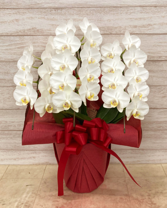 ミディ胡蝶蘭ホワイト3本立ち27輪前後（蕾含む）