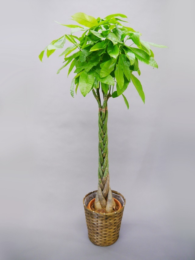 観葉植物パキラ10号（商売繁盛の樹）