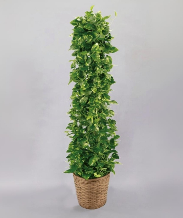 観葉植物ポトス10号(長い幸せ）