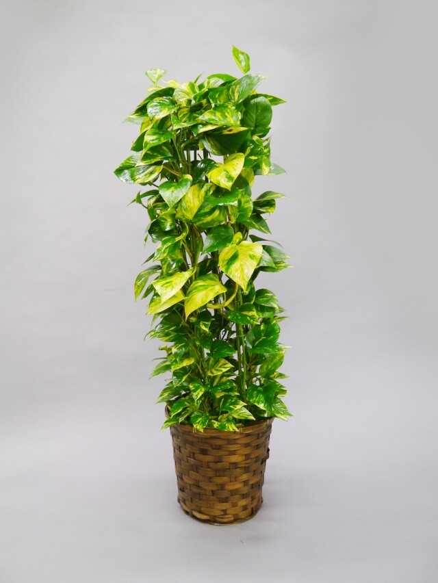 観葉植物ポトス8号（長い幸せ）