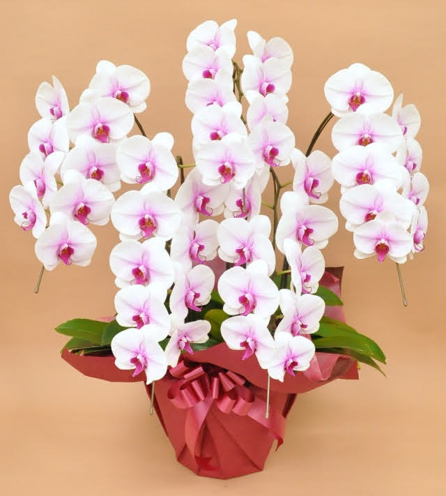 胡蝶蘭3万7千円 胡蝶蘭ギャラリー