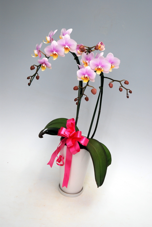 リボンサービス（サンクスポット・ヴィーナスポット）