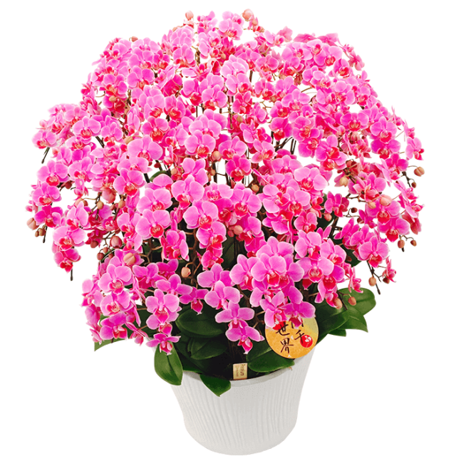 胡蝶蘭の結婚祝いなら 披露宴やイベント パーティのお客様におひとりおひとり 胡蝶蘭を小分けしてお持ち帰りいただけます