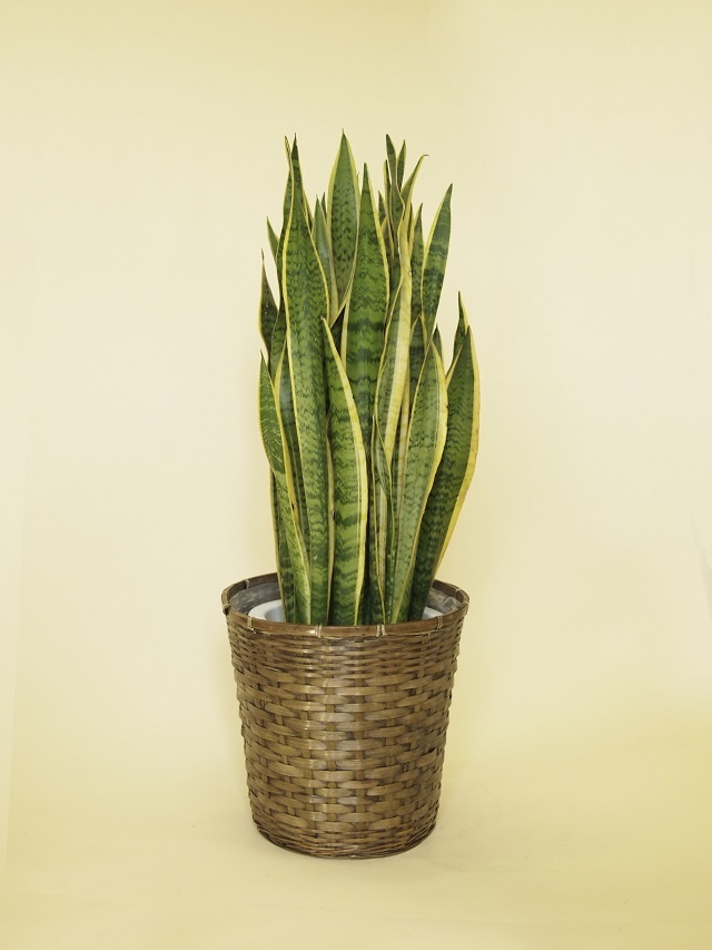 観葉植物サンセベリア10号（永久・不滅の樹）