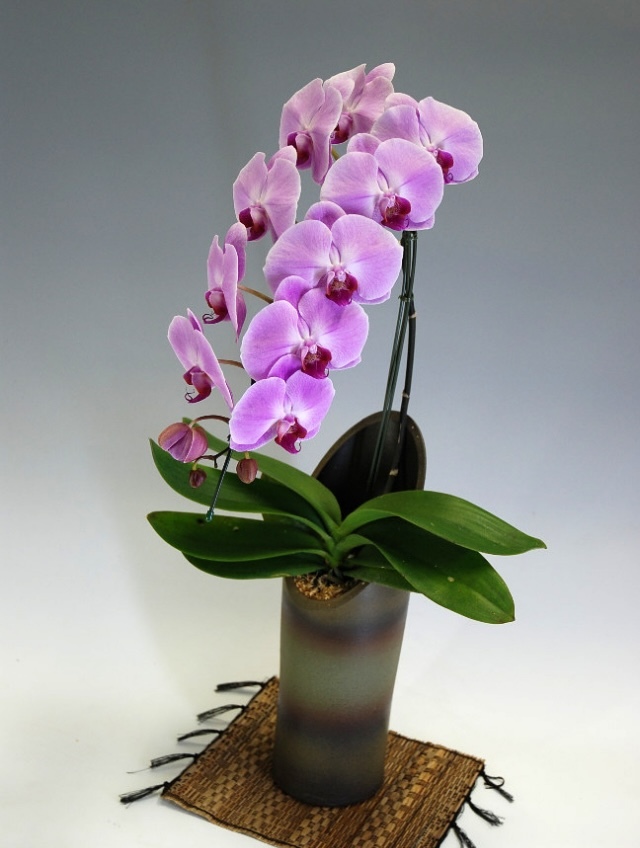 和鉢大輪胡蝶蘭1本立ちピンクかぐや