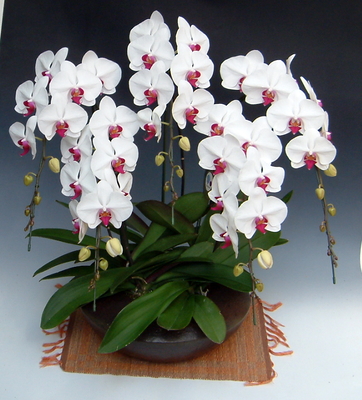 和鉢大輪胡蝶蘭赤リップ5本立ちまどか（大）