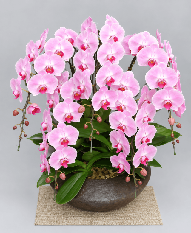 和鉢大輪胡蝶蘭ピンク5本立ちまどか（大）