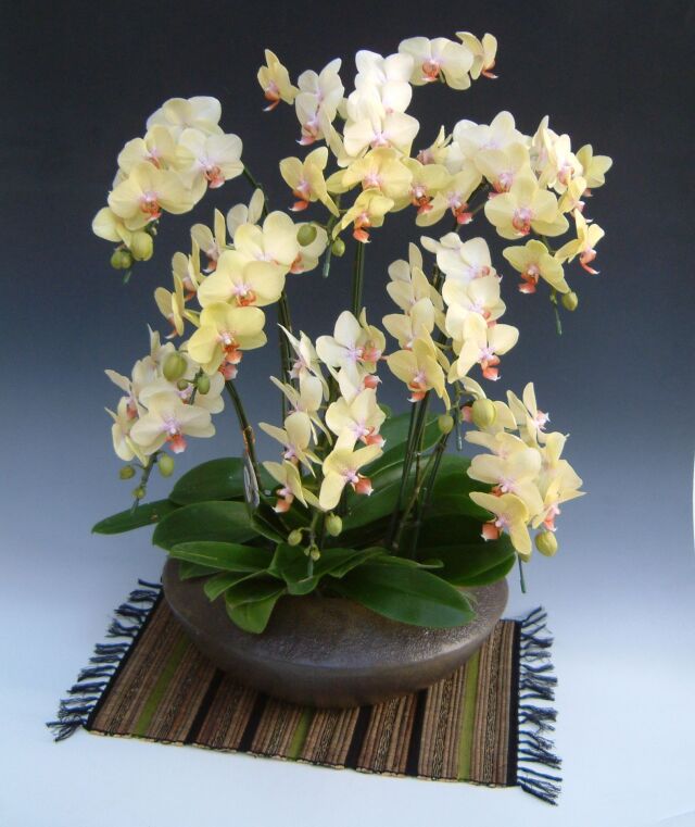 和鉢胡蝶蘭ザルツマン7本～8本立ち（まどか大）