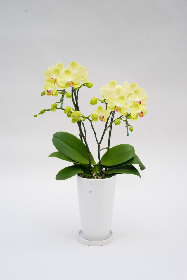 ミディ胡蝶蘭ザルツマン２本立ち（サンクスポット）