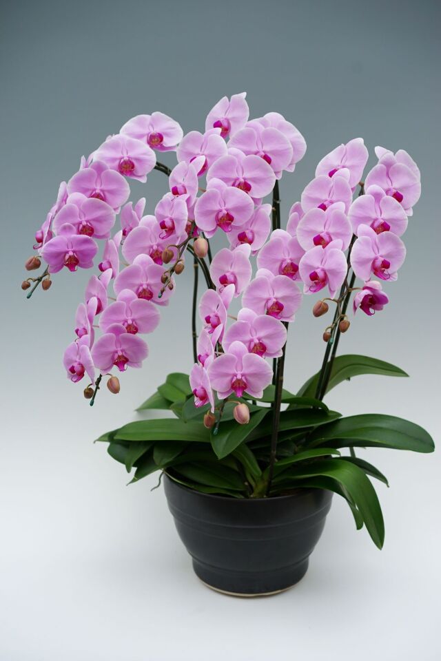 大輪胡蝶蘭ピンク5本立ち　55輪前後