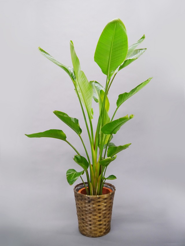 観葉植物オーガスタ10号（輝かしい未来の樹）