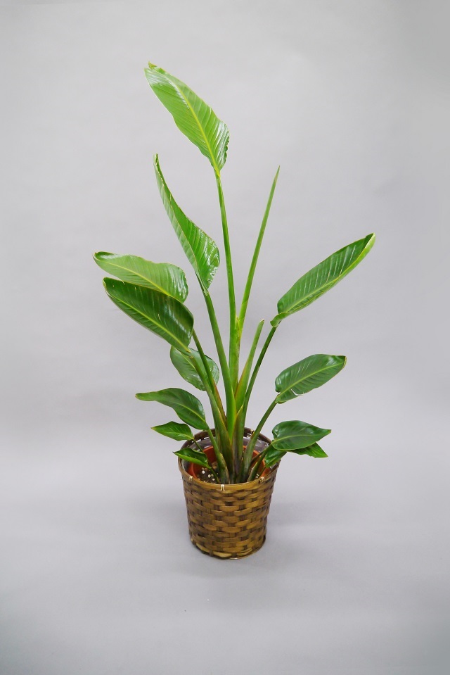 観葉植物オーガスタ8号（輝かしい未来の樹）