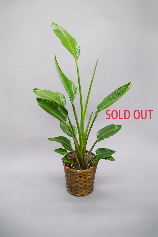 観葉植物オーガスタ8号（輝かしい未来の樹）