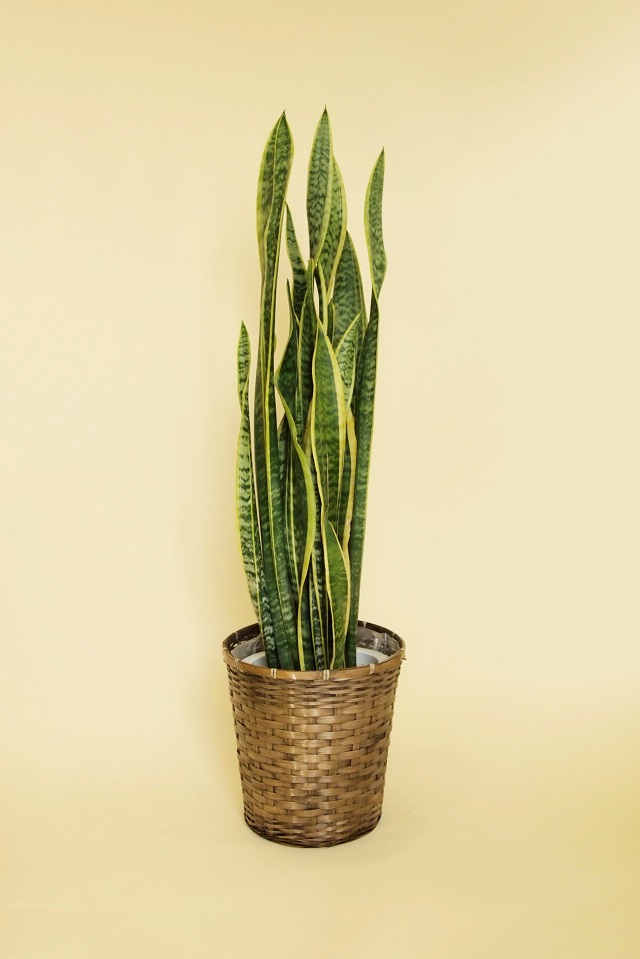 観葉植物サンセベリア8号（永久・不滅の樹）