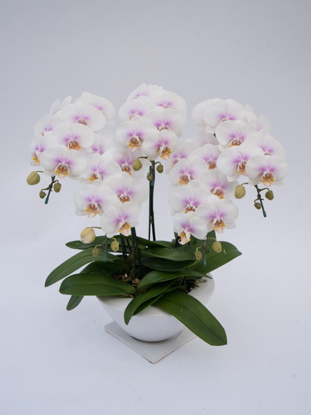 ミディ胡蝶蘭ヴィーナスポットファーストラブ5本立ち（蕾含む）