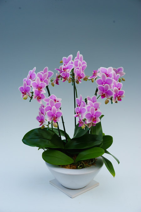 ヴィーナスポットハワイアンマーメイド5本立ち蕾含む（母の日用）