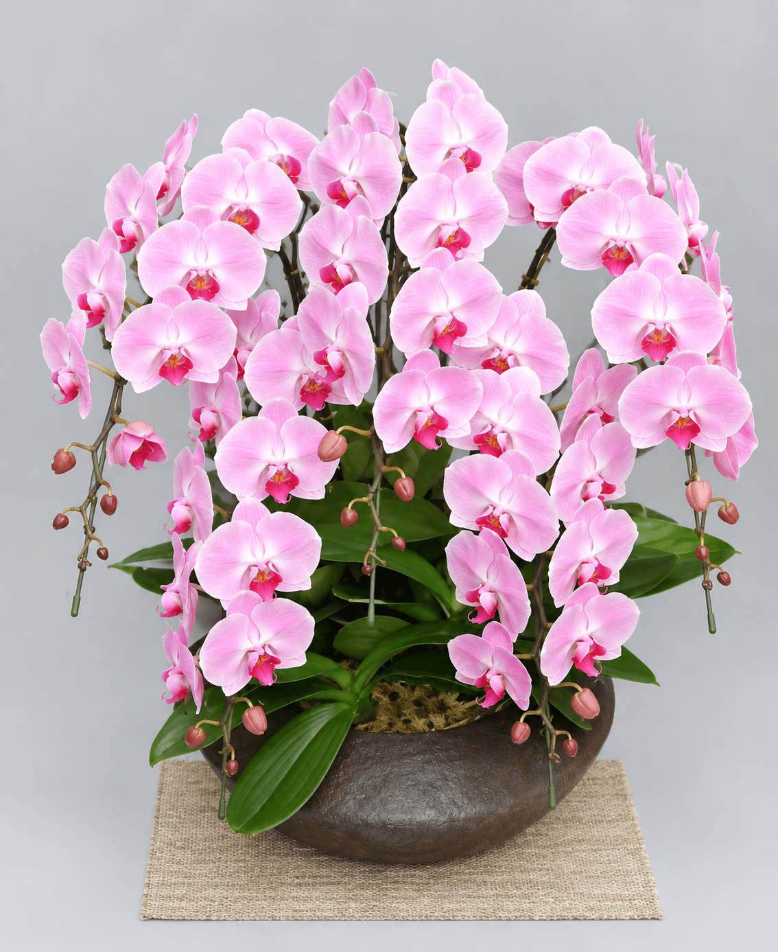 和鉢大輪胡蝶蘭ピンク5本立ちまどか（大）