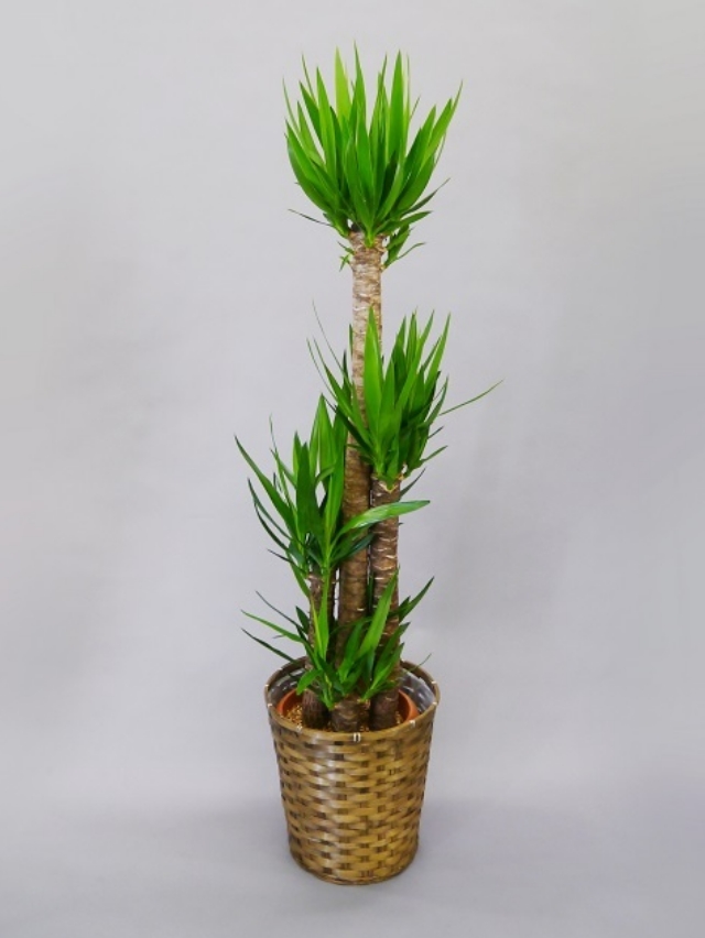 観葉植物ユッカ10号（青年の樹）