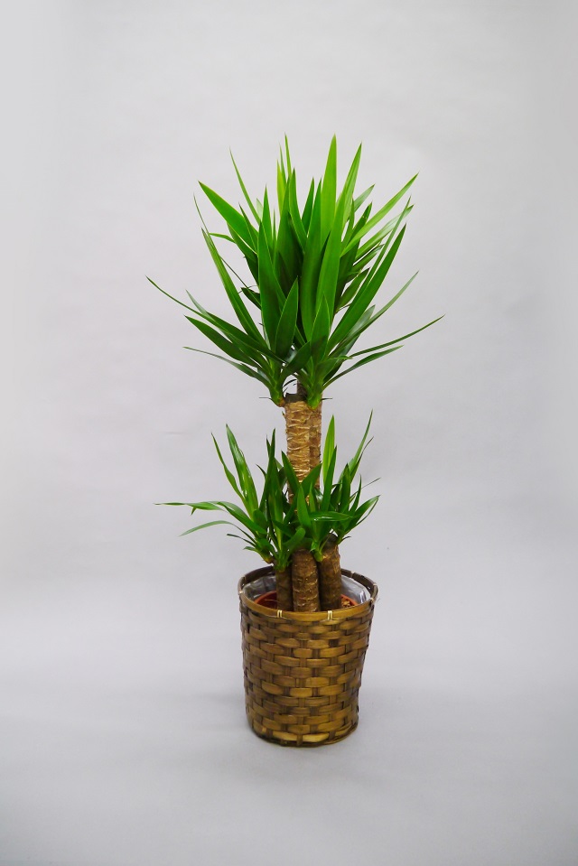 観葉植物ユッカ8号（青年の樹）