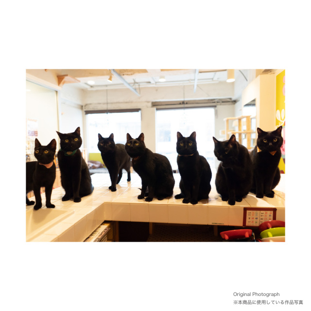 【 おもしろ ギフト 猫グッズ 】 俺流総本家 × 写真家 五十嵐健太 飛び猫 Tシャツ 1