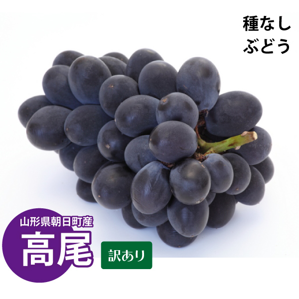 【2024年先行予約】【山形県朝日町産】 超希少品種！ 種なしぶどう 高尾 約1.8kg（3～6房） 減農薬 日本ワインコンクール金賞受賞農園 訳あり 産地直送 送料無料！（沖縄・離島を除く)9月上旬から御注文順に順次発送