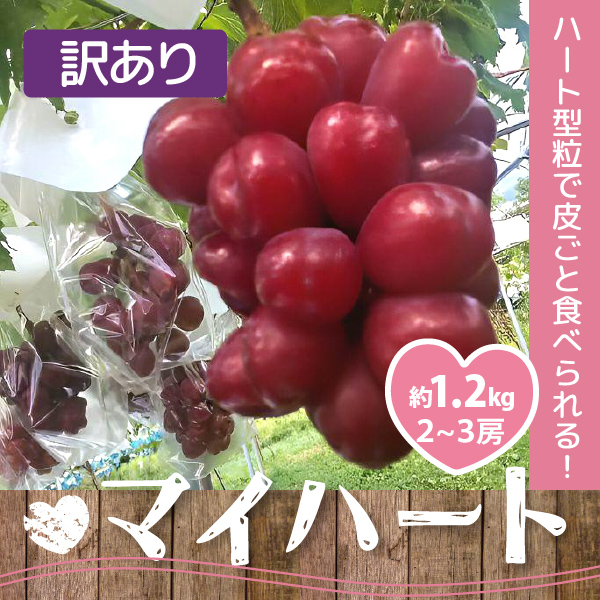 【2024年先行予約】【山形県朝日町産】 種なしぶどう マイハート 約1.2kg（2～3房） 減農薬 訳あり 産地直送 送料無料！（沖縄・離島を除く)10月上旬から御注文順に順次発送
