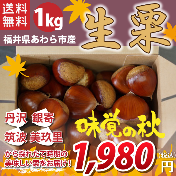 【福井県産　あわら市産】生栗　1kg　丹沢、筑波、銀寄、美玖里から採れたて時期の美味しい栗をお届け！　産地直送　送料無料！（沖縄・離島を除く）
