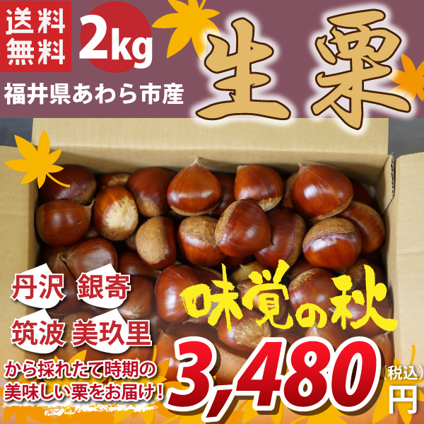 【福井県産　あわら市産】生栗　2kg　丹沢、筑波、銀寄、美玖里から採れたて時期の美味しい栗をお届け！　産地直送　送料無料！（沖縄・離島を除く）