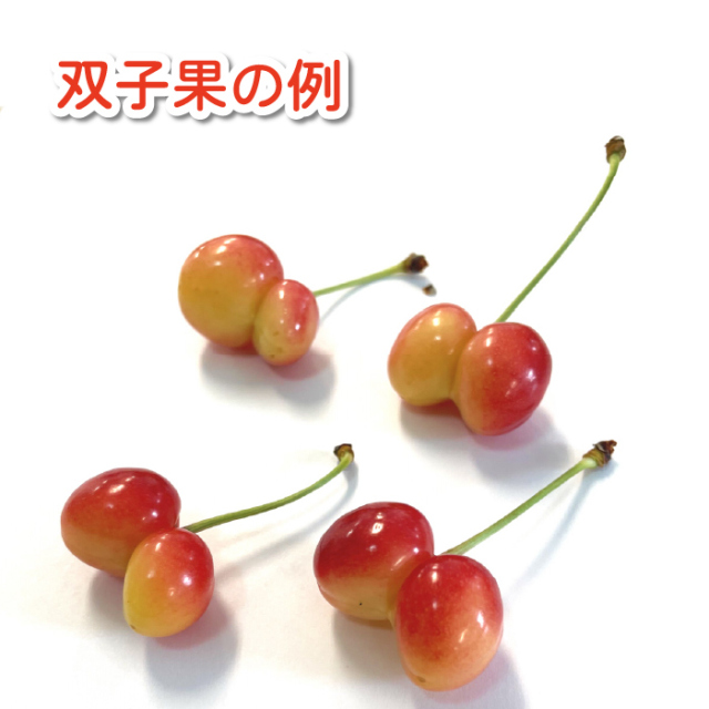 朝採り大トロー！うりきれ必至！訳あり紅秀峰もりもり詰め①！ 特朝採れさくらんぼ 1キロ ※売り切れたらご注文いただいてても