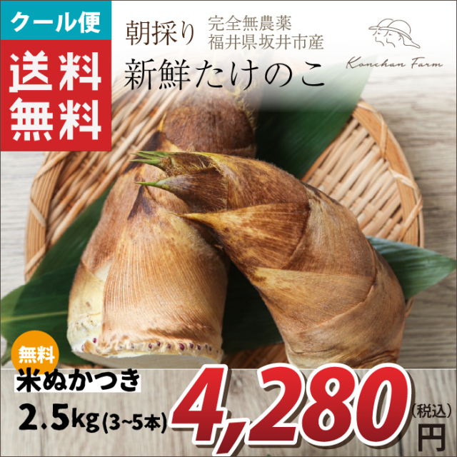 【2025年先行予約】【福井県坂井市産】朝採り新鮮たけのこ ２．５ｋｇ(3～5本) Konchan Farm  あく抜きに使える米ぬかつき 完全無農薬 クール(冷蔵便) 送料無料！（北海道・沖縄・離島・離島・一部地域を除く) 代引き不可 ご注文順に4月下旬から順次発送