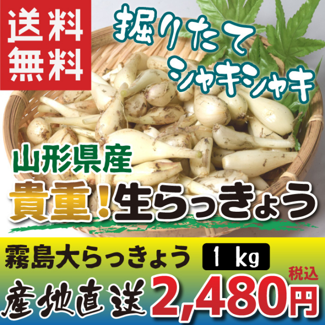 【山形県産】貴重！生らっきょう　1kg　産地直送　送料無料！（沖縄・離島を除く）期間限定！ご注文はお早めに