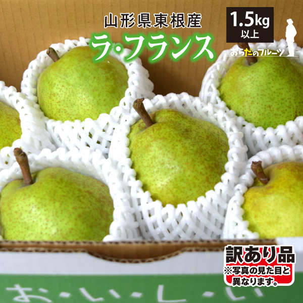 【2023年先行予約】【山形県東根産】ラ・フランス　訳あり　1.5ｋｇ　Mサイズ以上（玉数おまかせ)産地直送　送料無料！（沖縄・離島・一部地域を除く)10月下旬～順次発送