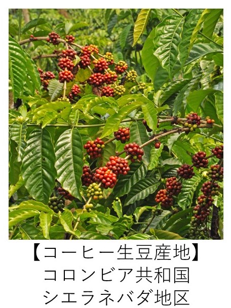 コロンビア　シエラネバダ　有機コーヒー 生産地