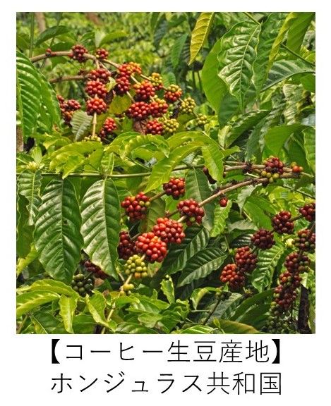 有機カフェインレスコーヒー　ホンジュラス