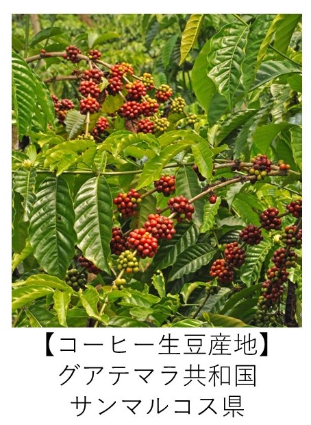 グアテマラ　サンマルコス　有機コーヒー 生産地
