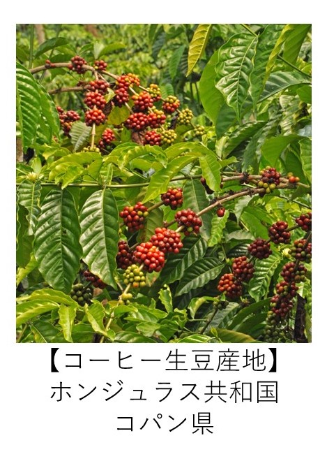 ホンジュラス　コパン　有機コーヒー 生産地