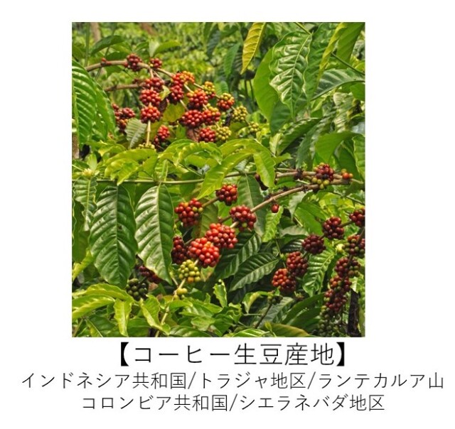 トラジャ　コロンビアシエラネバダ　有機コーヒー 生産地