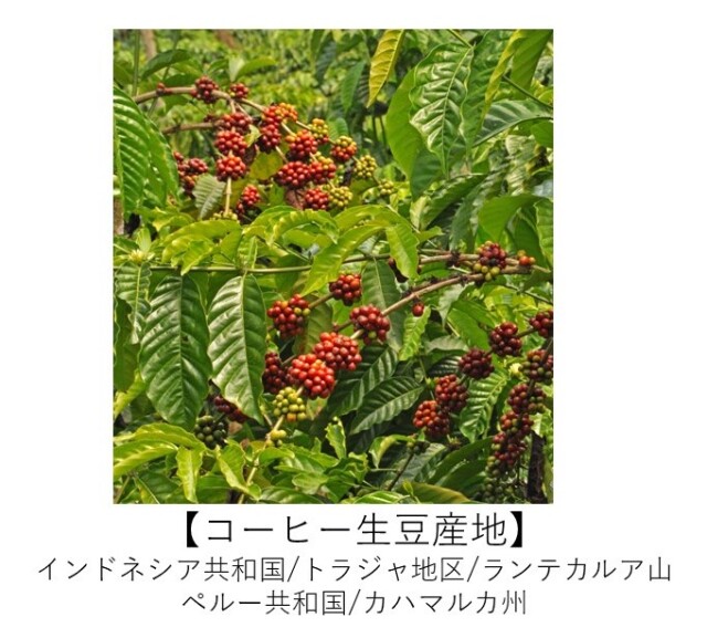 トラジャ　コパン　有機コーヒー 裏ラベル